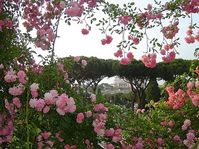 Roseto Comunale, Rome Picture: roseto - Check out TripAdvisor members' 68,987 candid photos and videos of Roseto Comunale