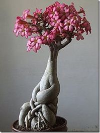 desert rose. One of my favorite plants :)