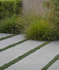Concrete slabs with moss strips, can be replicated with mini Mondo grass. Pennisetum grass at the rear