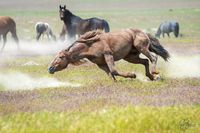 Photographs in this gallery are of various mustangs fighting. All of these photographs are of mustangs in the Onaqui herd of wild horses in Utah’s west desert.