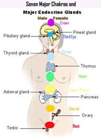 chakras%20and%20glands