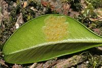USDA APHIS | Box Tree Moth