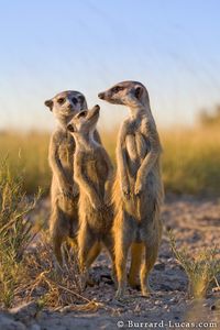 Scouting Meerkats - Burrard-Lucas Photography