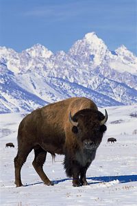El bisonte americano (Bison bison) Las cualidades físicas características del bisonte le proporcionan ventajas para sobrevivir, como al encontrarse rodeado de nieve que utiliza su voluminosa cabeza para separarla y así encontrar el pasto o para abrirse paso. También es de los pocos animales, si no el único, que soporta las tormentas en lugar de huir de ellas. Esto era más ventajoso todavía cuando en el pasado migraba estacionalmente largas distancias, estando ahora sus desplazamientos limitados.
