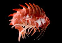 PHOTOS: Cameras Capture Images Of Deep Sea Creatures Off Australia's Remote Heard Island | Business Insider