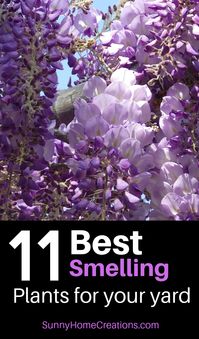 Here are some awesome ideas of plants to add to your back or front yard landscape for some amazing fragrance. These plants will look beautiful in your landscaping and include trees, shrubs, bushes and flowers. #flowers #plants #garden #gardening #home #landscape