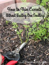 How to thin carrots without wasting one seedling. A couple of thinning options for you to choose from. Thin carrots without wasting your seedlings. #LadyLeesHome
