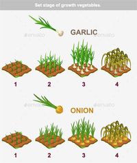 Stages of Vegetables Growth Garlic and Onion by BabySofja | GraphicRiver