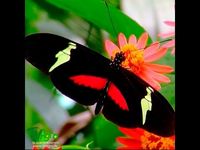 The Flight of the butterfly