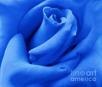 Blue Velvet Rose Flower Print By Jennie Marie Schell