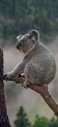 Picture of a cute koala bear. #cute #animal #koala bear