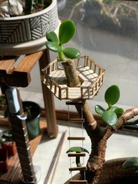 Jade lookout tower : houseplants