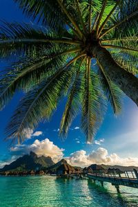 Bora Bora | Blane Harrington