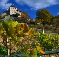 Conférence "La vigne à Menthon , un paysage oublié" par Dorian Anthoine - Guides du Patrimoine Savoie Mont Blanc