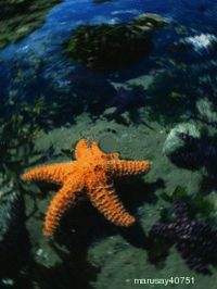 Моркая звезда