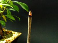 The delicious scent of real vanilla in an incense stick #incense