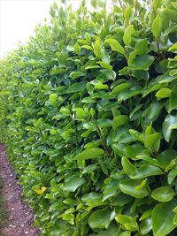 GriselinIa - Griselinia littoralis (Potted) 1