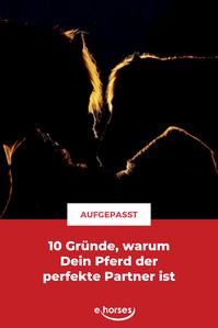 passt das bei euch? #pferde #pferdeliebe #partneraufvierhufen #ehorses