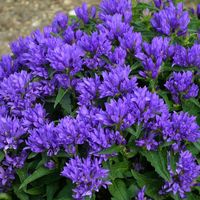 Perennials to Avoid Dividing | HGTV