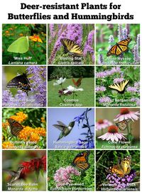 Oh Dear! A Deer Ate My Plants! | Butterfly Lady