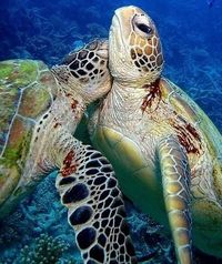 Because turtles need hugs too. - Imgur