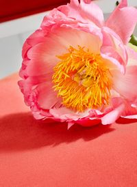 Club Velvet is Thibaut’s new collection of velvets that are made from recycled plastic bottles. Club Velvet unveils 60 stunning colorways that combine indoor performance attributes with sustainability. Lightfast, durable, and cleanable.