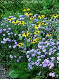 (Rudbeckia fulgida var. fulgida) with ‘Sapphire’ aster (Symphyotrichum dumosum). l designer, Nancy J. Ondra