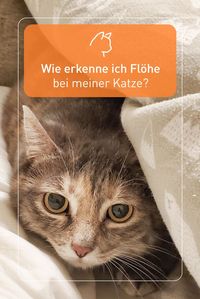 Es gibt einige Symptome und Verhaltensweisen, die auf Flöhe bei der Katze hinweisen. Dazu zählen verstärktes Kratzen, Unruhe, Hautentzündungen oder Haarausfall.