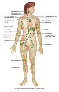 Lymphatic Congestion – What to do if you have it!