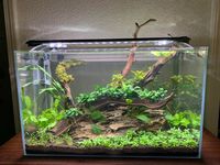 (1) Starting to come together : PlantedTank