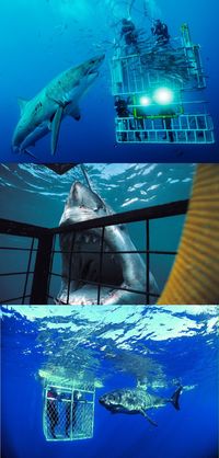 Go Shark cage diving in Gansbai, South Africa This is number one on my bucket list! @Rebekah Sheppard Truscelli