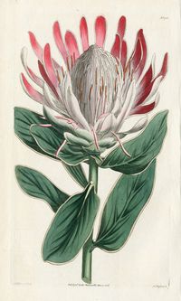 Crown-flowered Protea, Curtis Botanical Prints 1787-1826