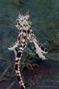 Mimic Octopus "Walking" - ID: 12679564 © Edward Dorson