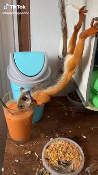 The squirrel is drinking the juice🐿️ 😍follow @ecosenpai❗ 👍🙌😍😅The best video about animals! animals videos gifs | funny animal videos | funny animal videos can't stop laughing hilarious | cute animal videos animal videoys | baby animals videos | wild animal videos | pet videos | funny and dog videos | animal videos funny dogs | videos animales | animals beautiful videos | animals aesthetic videos | funny animal gifs #cuteanimals#animalsvideos #funnyvideos#cutevideos#animals#squirrel