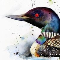#birds #loon #ducks #art #watercolor