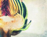 food photography emerald green artichoke photograph, avoir un coeur d'artichaut, french kitchen decor romantic love chefs cooks vegetable. $14.00, via Etsy.