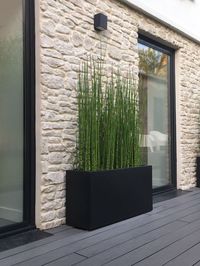Prêle japonaise