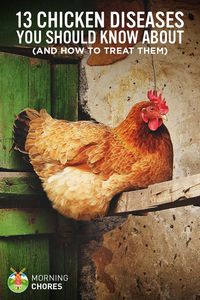 13 Common Chicken Diseases Every Chicken Keeper Should Know About (and How to Treat Them)