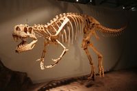 Afrovenator Facts: Afrovenator (Wikimedia Commons)