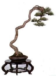 BUNJINGI - 1