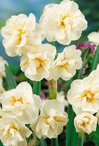 Narcissus Sir Winston Churchill is a tall, sweetly scented multi-headed daffodil flowering in April.