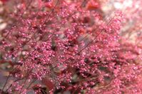 Coral bells (Heuchera spp.) is a short-lived, shade-tolerant perennial grown for its colorful foliage, ranging from deep purple to chartreuse green.
