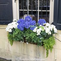 These Charleston window boxes use beautiful shade and sun plants to add great curb appeal to the front yard garden. Get inspiration from their window box ideas to design gorgeous flower box plant combinations for your own home. #fromhousetohome #charleston #garden #containers #flowers #curbappeal