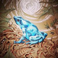 Will Shanklin on Instagram: “Poison dart frog”