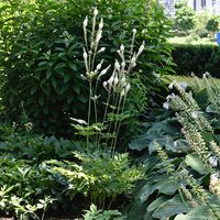 black cohosh-Actaea racemosa|Lurie Garden