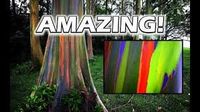 Rainbow Eucalyptus Tree Live Plant Seedling Fast Growing Trees Beauty ***Limited Supply*** 100 left by FCGardens on Etsy