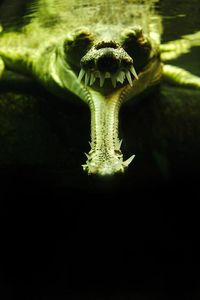 gavial by .martin, via Flickr