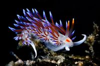 When This Sea Slug Eats, It Prefers the Turducken of the Sea - The New York Times
