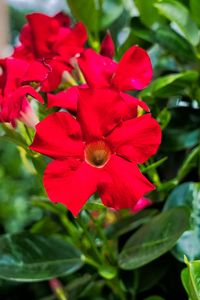 Rosa e vermelho são as cores mais comuns da dipladênia (Foto: Getty Images)