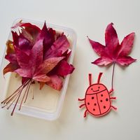 Wir haben unseren Eisschrank abgetaut und da kam ein Behälter mit tiefgefrorenen Herbstblättern zum Vorschein! Ich hatte im letzen Herbst bunte Blätter eingefroren, weil ich testen wollte, ob sie sich so konservieren lassen. Als Bastelbuchautorin brauche ich ja manchmal Herbstmaterial mitten im Frühling. Und hurra – es klappt! Vielleicht funktioniert das ja auch mit Eicheln und Kastanien? #herbstblätter #bunteblätter #konservieren #naturmaterial #bastelnmitnaturmaterialien